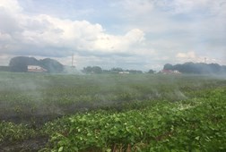 Soybean Fire 2