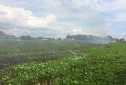 Soybean Fire 3